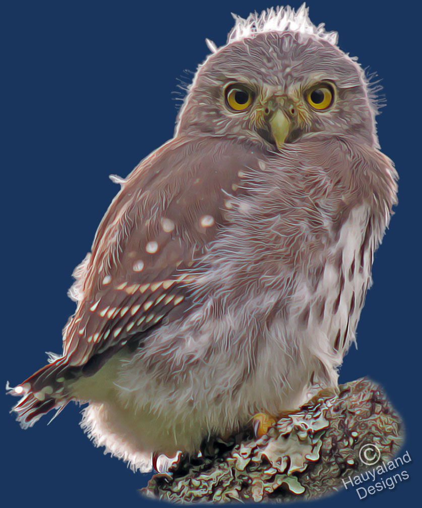 juvenile Guatemalan Pygmy-Owl